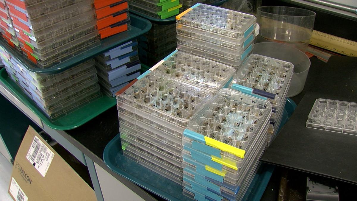 Containers of bees are stacked in a U.S. Department of Agriculture lab on the North Dakota State University campus.